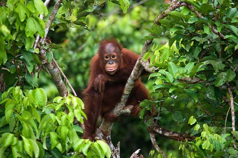Orangutan Sanctuaries