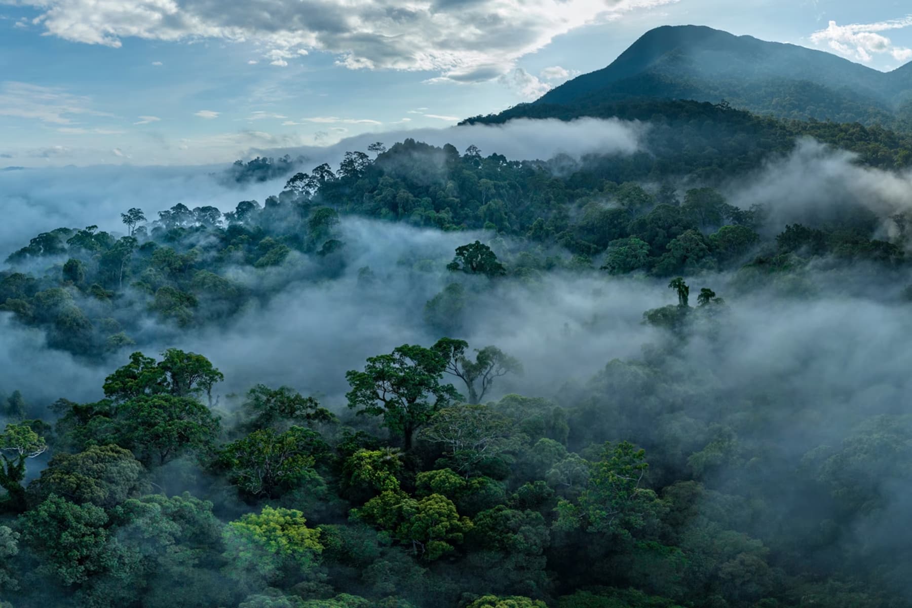 Borneo Rainforest
