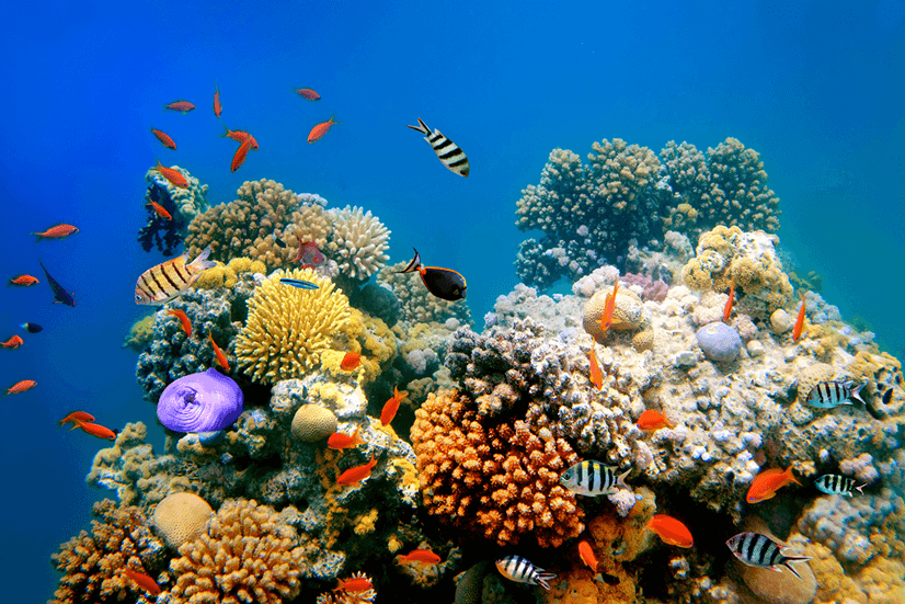 Vibrant Coral Reefs