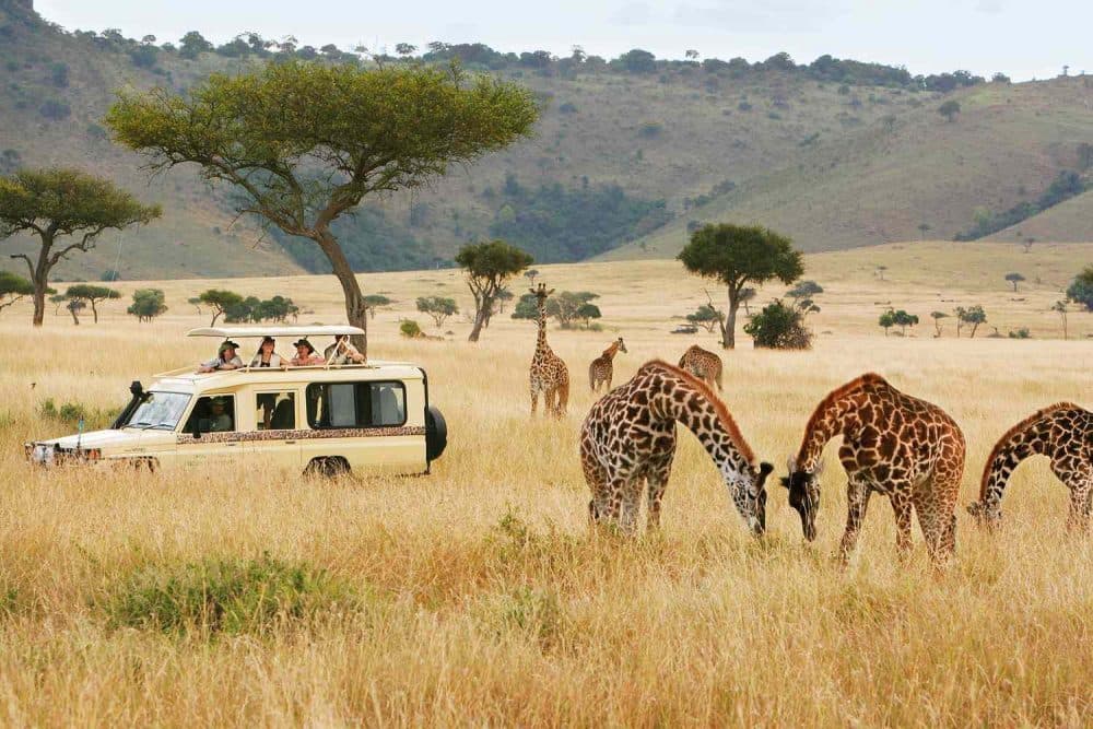 Safari Photography: Capturing Wildlife in Their Natural Habitat