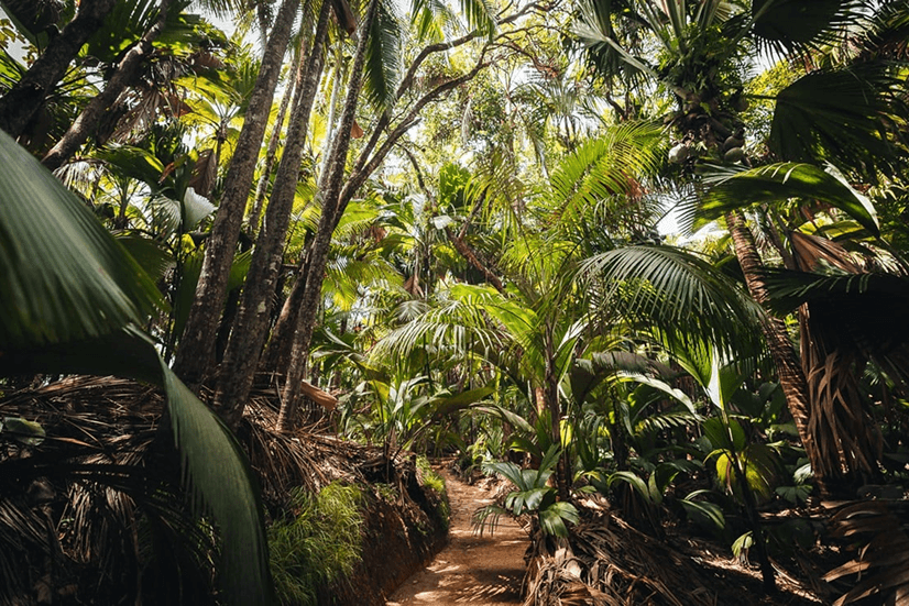 Vallée de Mai